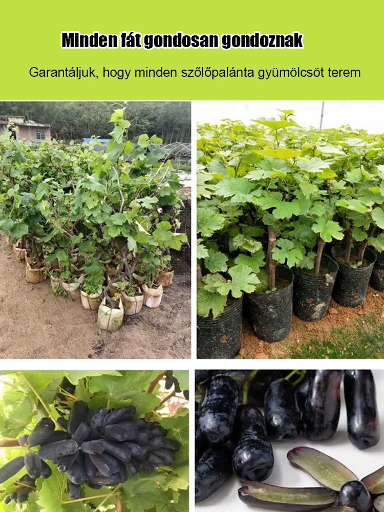 Csak édes, nem savanyú – importált hibrid, alacsony növésű Kék Zafír szőlő ???