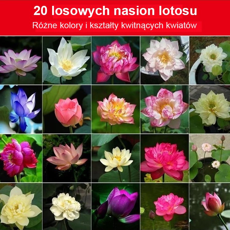 [Przeprowadzanie bogactwa]  Nasiona ozdobnego lotosu wodnego
