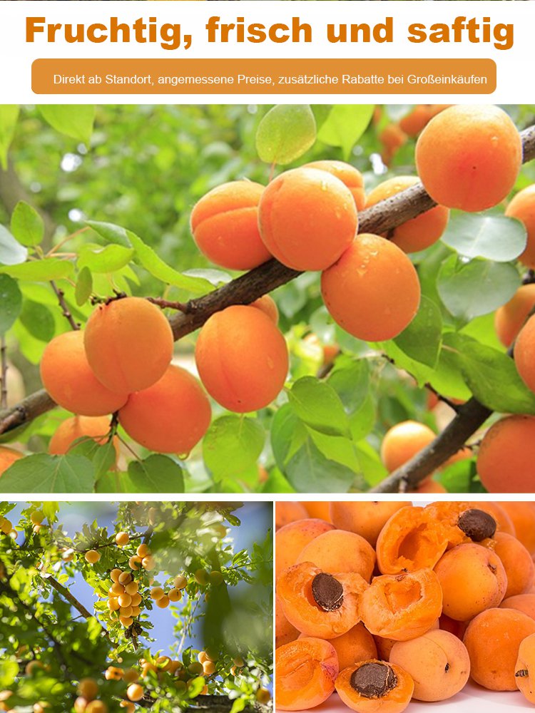 Ergiebige Königs-Aprikosenbaumsamen