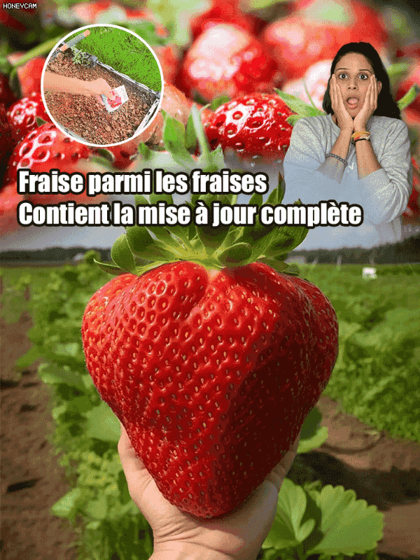 Graines de fraises à la crème super sucrées et juteuses