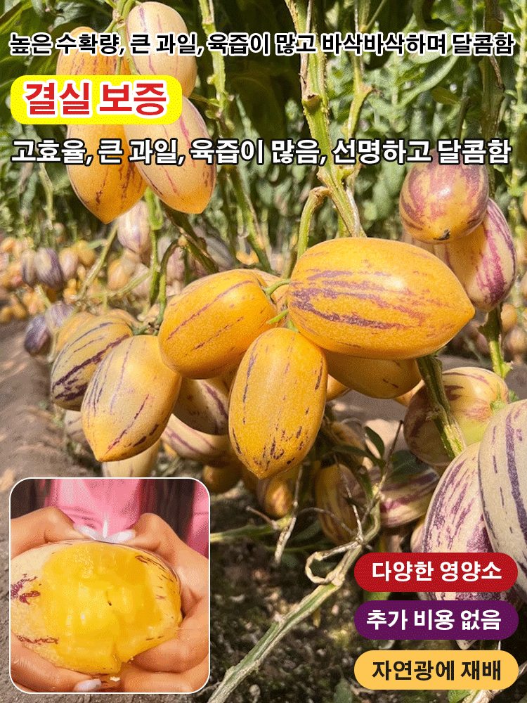 혈당강하 및 항고혈압 크림향 노란 과육 분재 페피노 멜론 