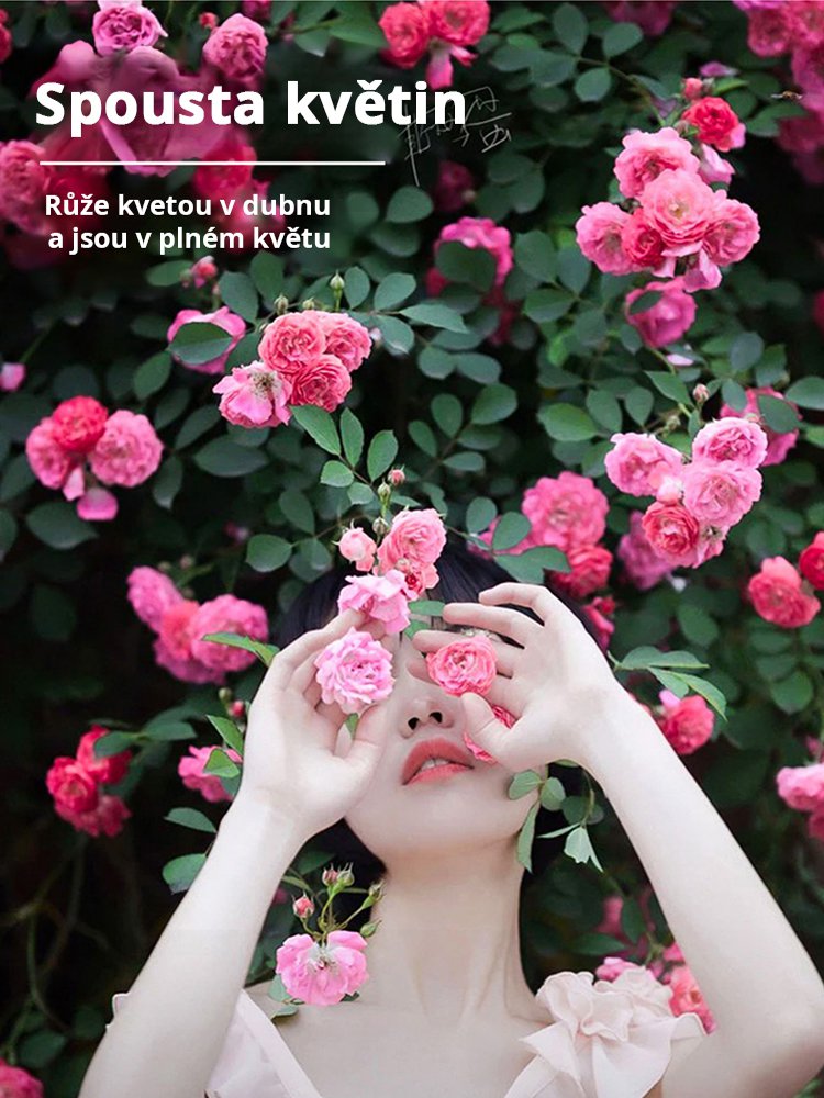 JC-【Celoroční kvetení】Semena květu růže plazivé