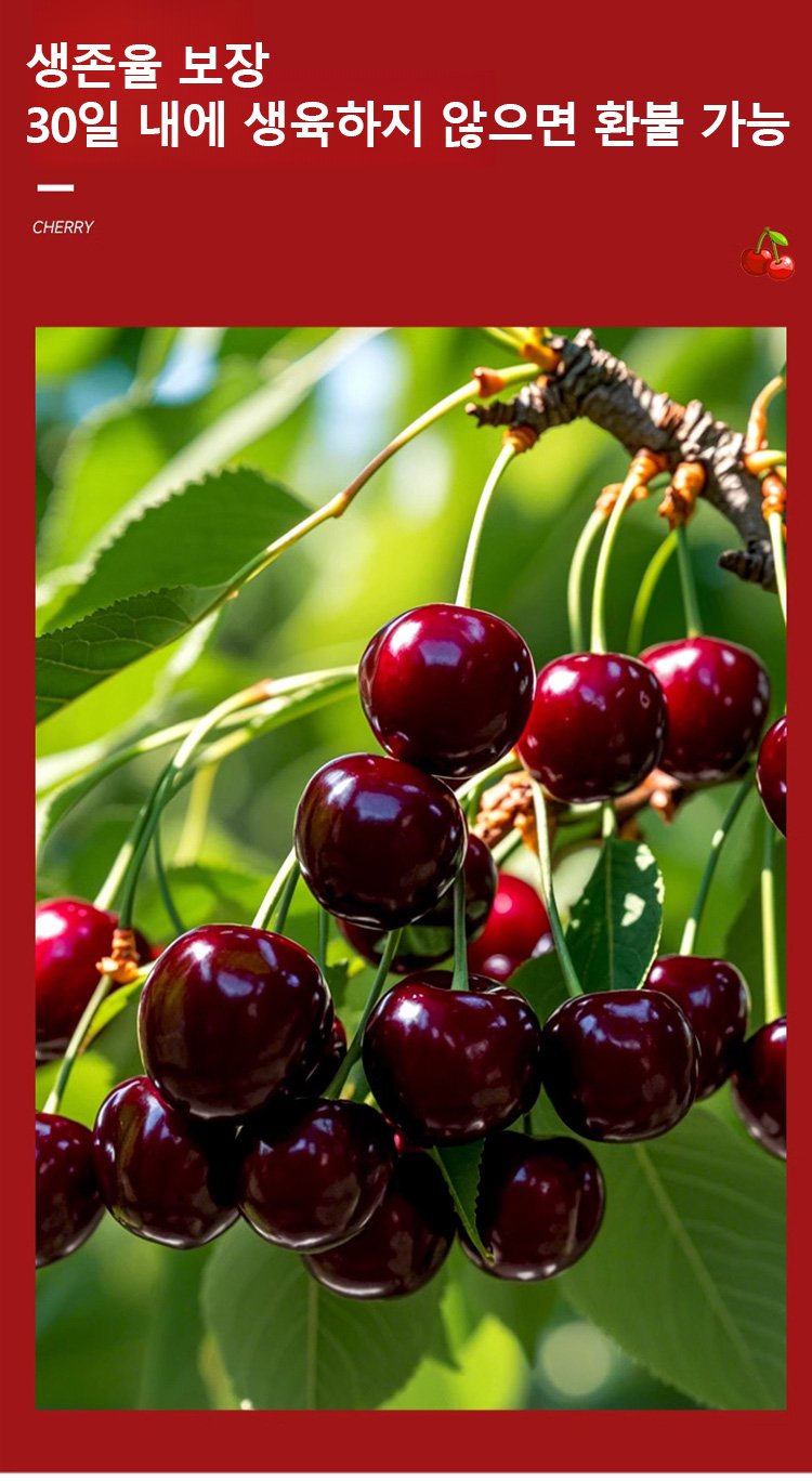 체리나무 묘목 잎사귀 디테일