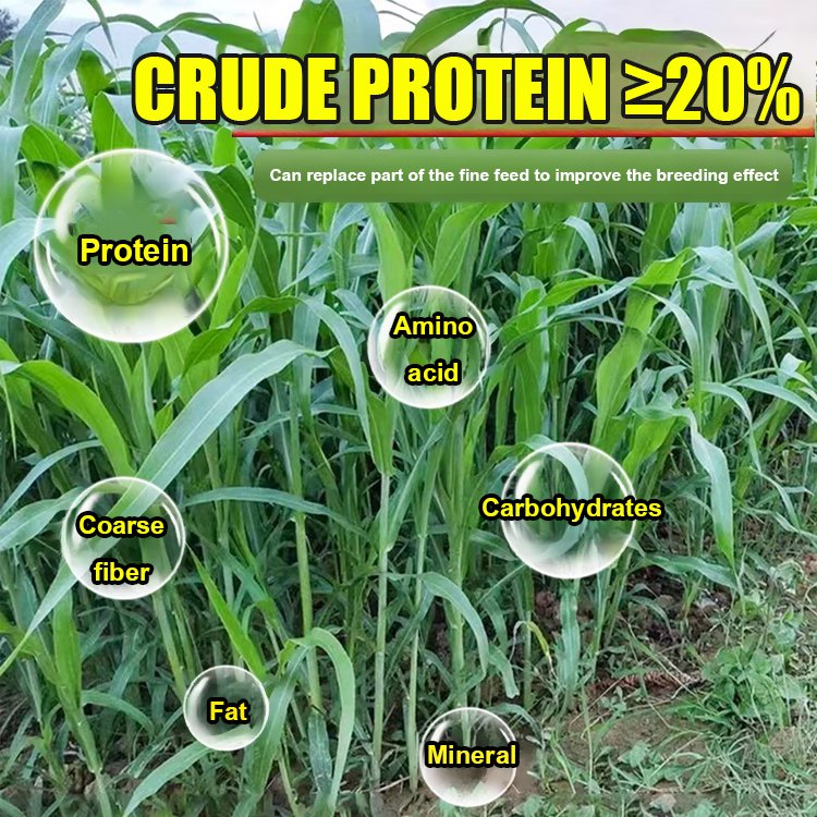 Return to high yield-Sorghum bicolor × sudanense.Chicken, cattle, sheep, fish seeds