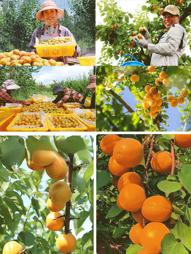 SL-Plants d’abricot regal prolifiques