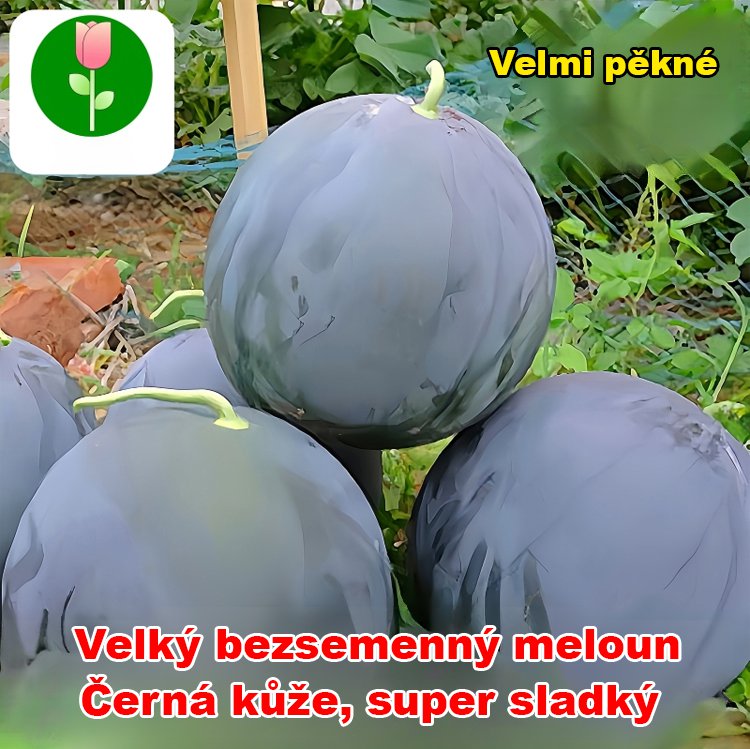 Vysoce výnosná semena vodního melounu bez pecky s černou slupkou