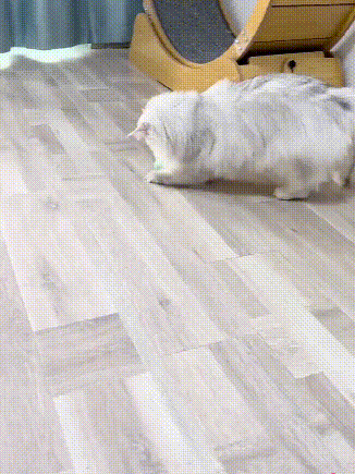 Intelligent teaser ball rolls and makes sounds and is bite-resistant