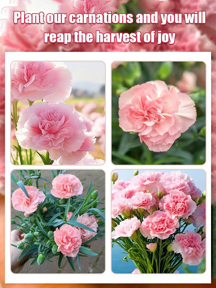 【Four Seasons Meeting】Double Carnation Seeds
