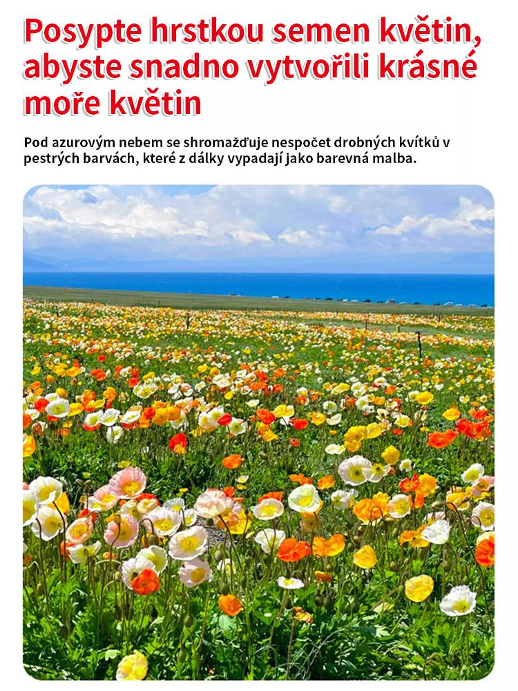 【Kvetení ve čtyřech ročních obdobích】Semena květinové mořské kombinace