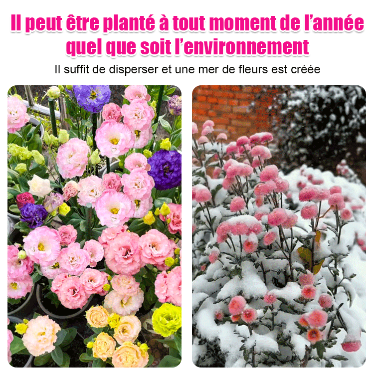 【Fleurs en hiver】Graines de lisianthus de qualité