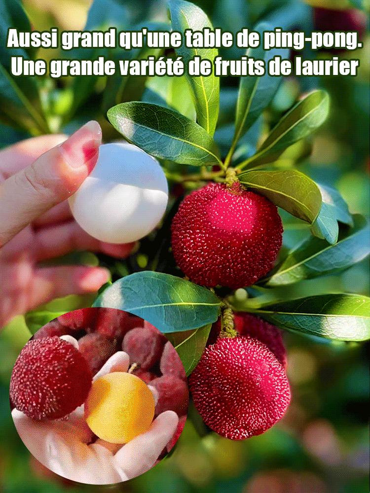 Plantation de graines de laurier de Dongkui dans les jardins familiaux