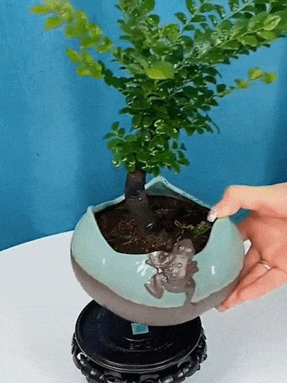 珍稀禪意小葉紫檀