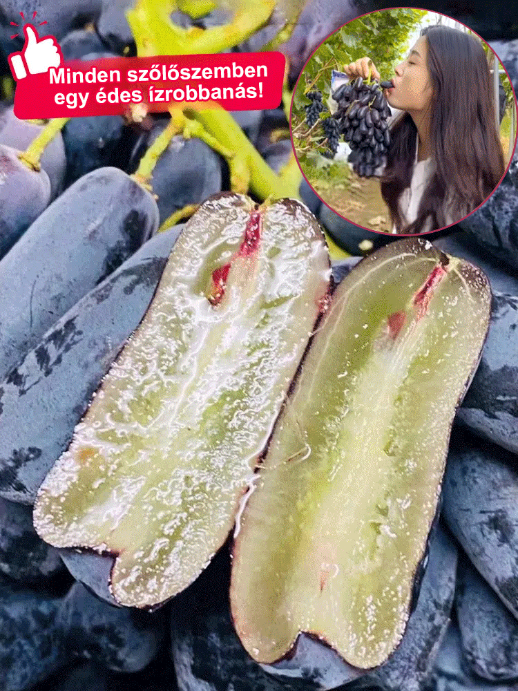 Csak édes, nem savanyú – importált hibrid, alacsony növésű Kék Zafír szőlő