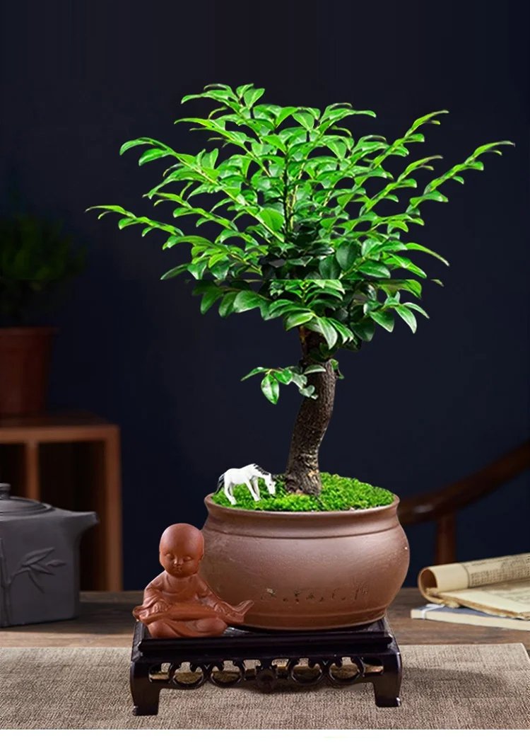 ガーデニングに最適な小葉紫檀の種