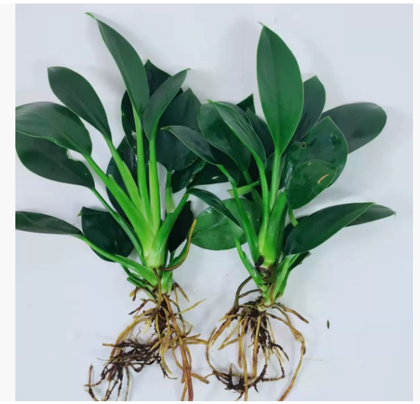 Green Princess Foliage Potted Plant