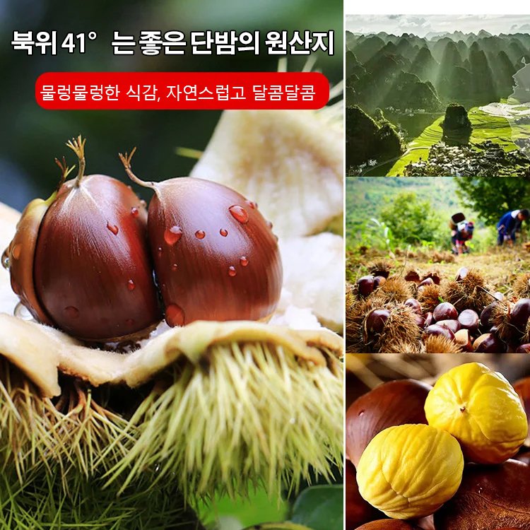 [동방인삼과]  즉석 단밤 열매