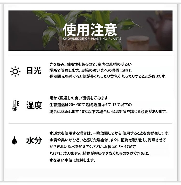 翻译件-SL-【时来运转】水养幸运木绿植盆栽-1145660_22.jpg