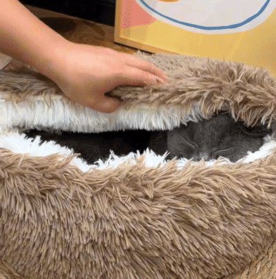 宠物窝_24.gif