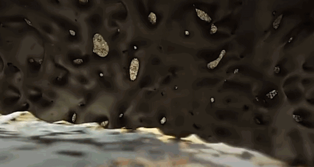 bhj_19.gif