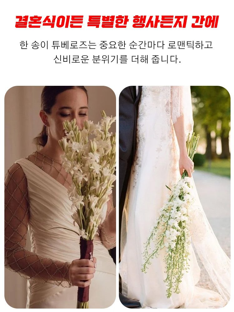튜베로즈 구근✨고급 향수보다 더 향기로운