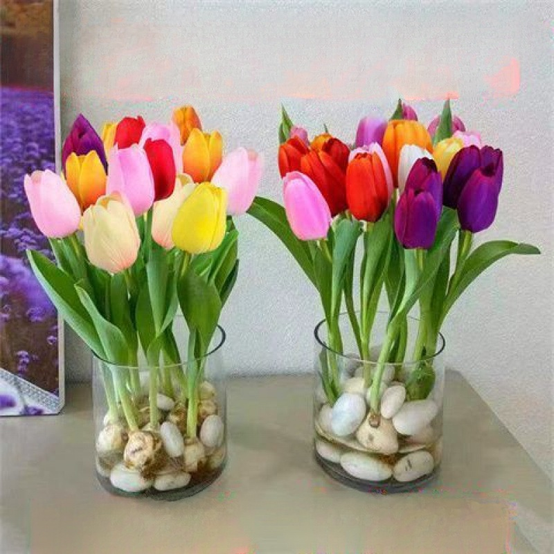 Hydroponic tulips