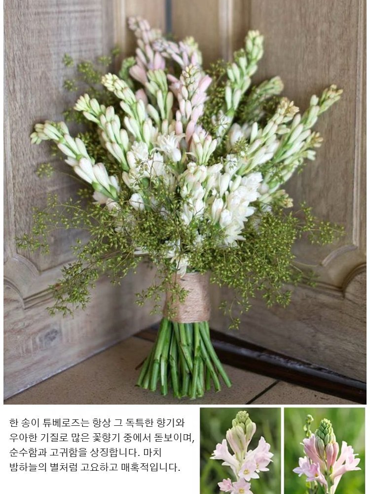 튜베로즈 구근✨고급 향수보다 더 향기로운