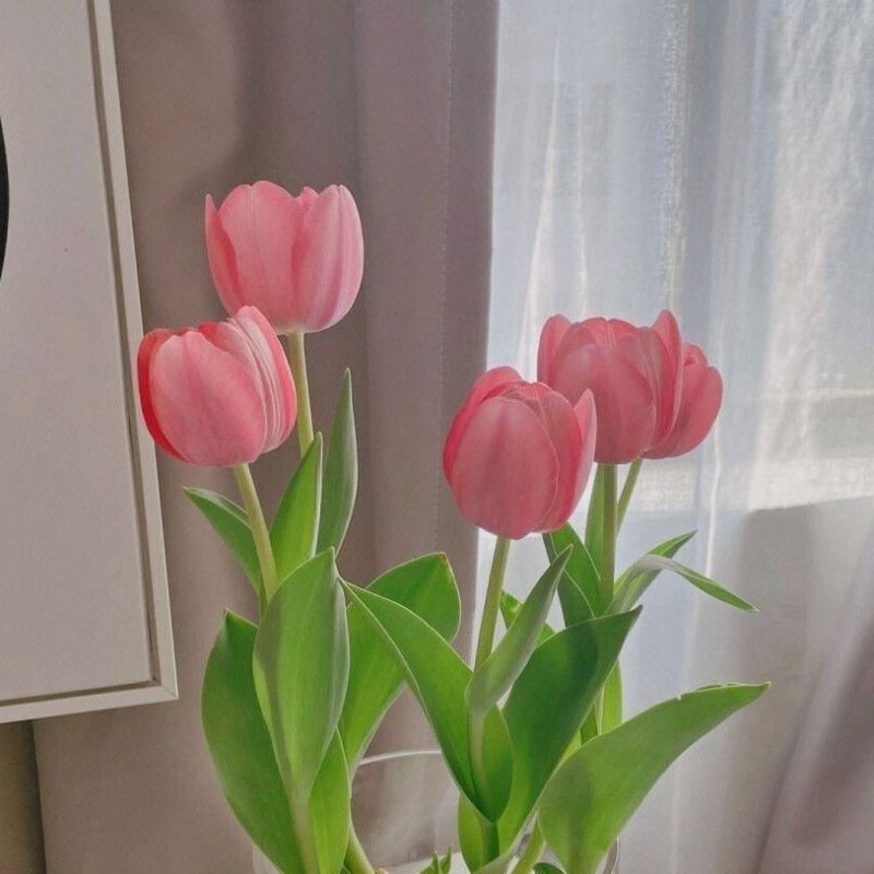 Hydroponic tulips