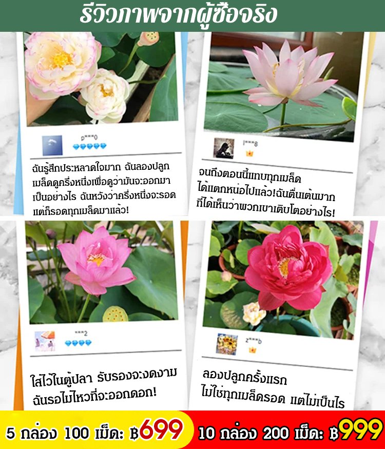 【ดอกบัวนำโชคดี】เมล็ดบัวแคระไฮโดรโปนิกส์สำหรับรับชม