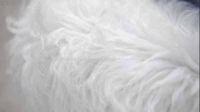 JP-1141479-HFH-真羊羔绒加绒舒适纯色卫衣-秦丹_31 (2).gif