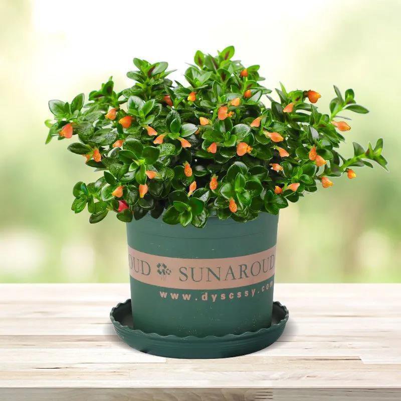 【Répulsif pour insectes】Columnea facile à entretenir, résistant au froid et à la chaleur, absorbant 