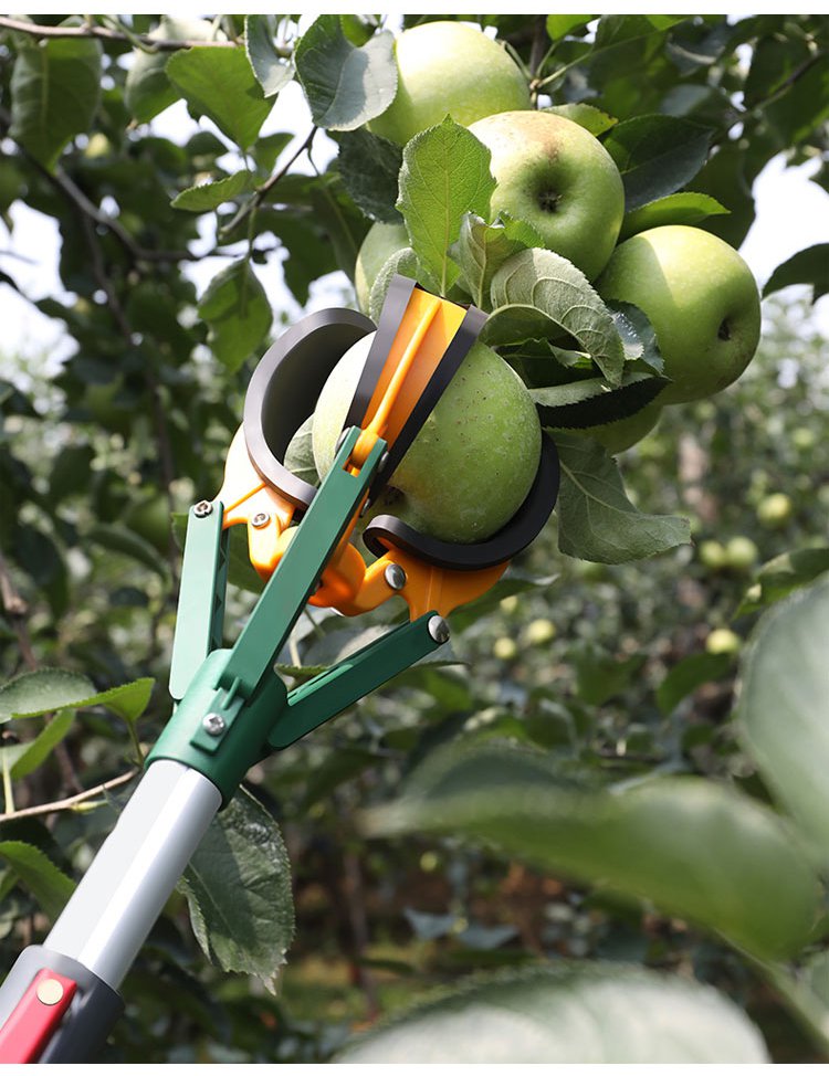 Three-Claw Fruit Picker used on backyard fruit trees